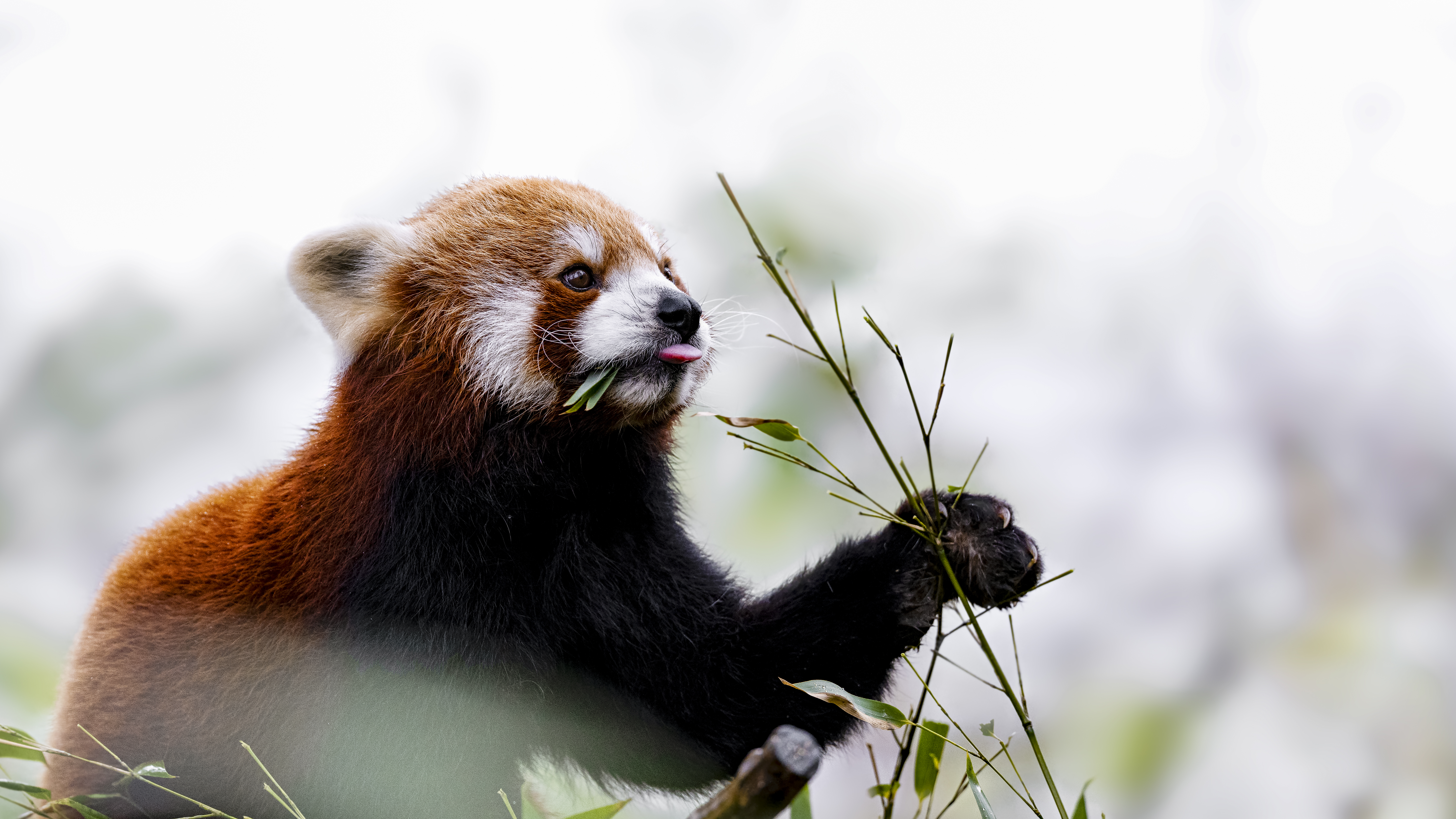 Redpanda4